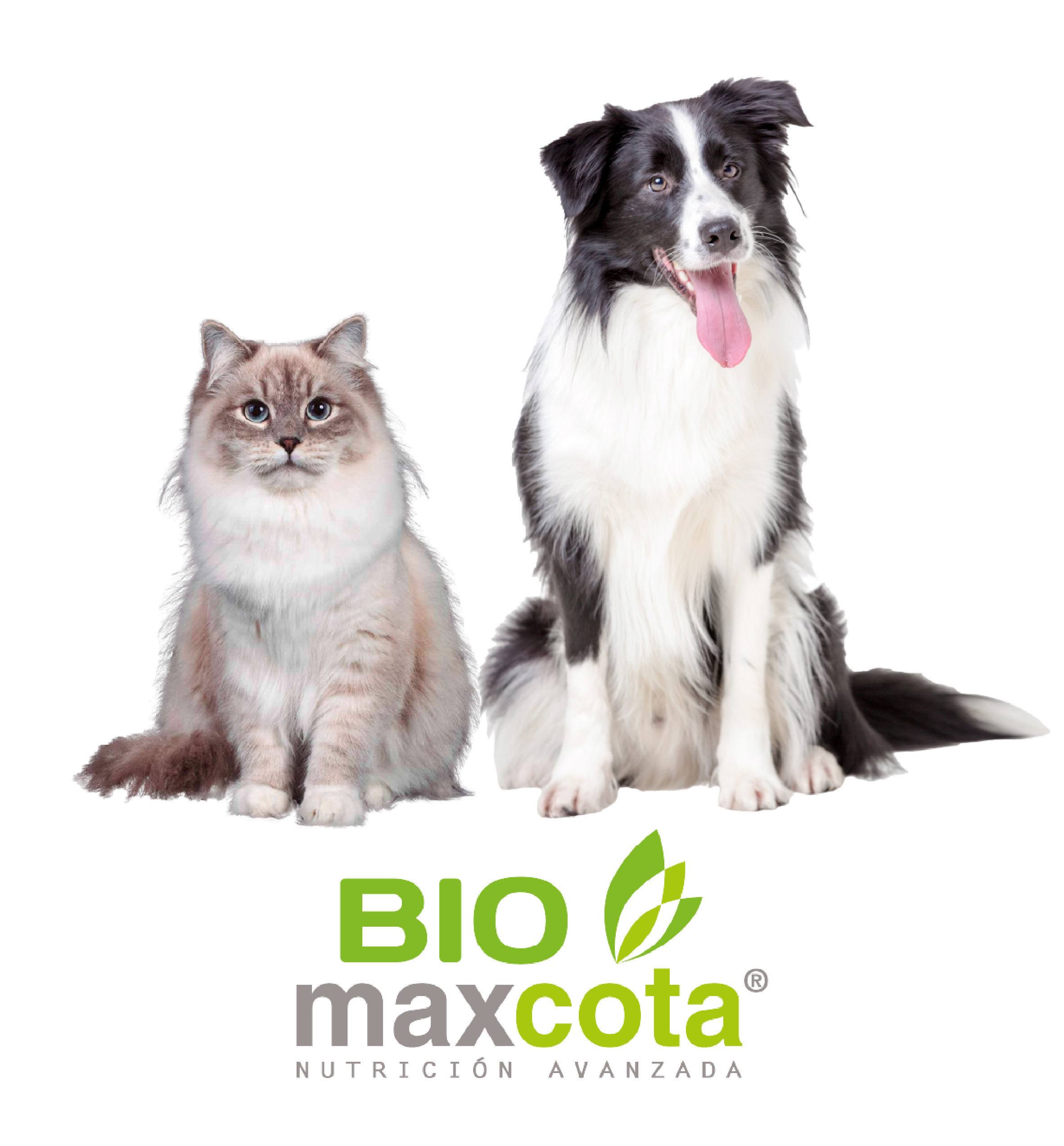 Alimentos para Perro